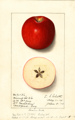 Apples, Winesap (1914)