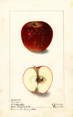 Apples, Winesap (1904)