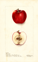 Apples, Winesap (1903)