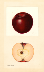 Apples, Red Winesap (1932)