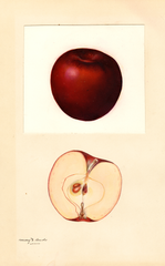 Apples, Red Winesap (1932)