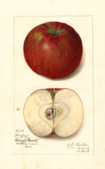 Apples, Winfrey (1912)
