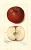 Apples, Winfrey (1912)