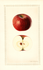 Apples, Wingate (1928)