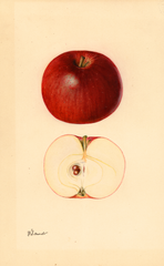 Apples, Wingate (1931)