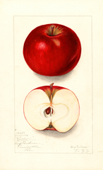 Apples, Winslow (1911)