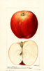 Apples, Yakima (1894)