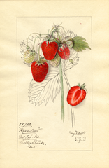 Strawberries, Haverland (1916)