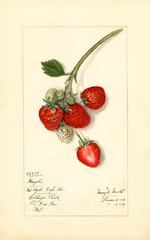 Strawberries, Hazel (1913)