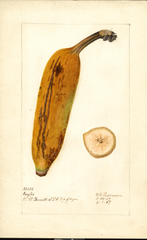 Bananas, Ingles (1907)