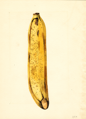 Bananas (1919)