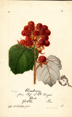 Wineberry (1894)