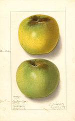 Apples, Newtown Pippin (1910)