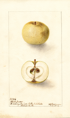 Apples, White June (1904)