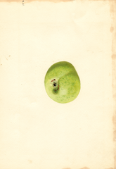 Apples, Duchess Of Oldenburg (1928)