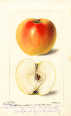Apples, Winter Harvey (1898)