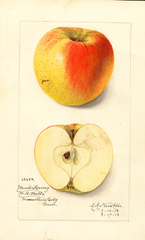 Apples, Winter Harvey (1913)