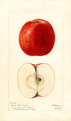 Apples, Winter Vandevere (1895)