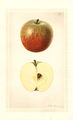 Apples, Winter Vandevere (1926)