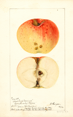 Apples, Winthrop Greening (1896)