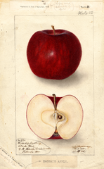Apples, Magnate (1906)