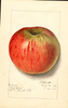 Apples, Wolf River (1912)