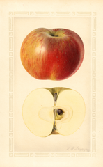 Apples, Wolf River (1926)