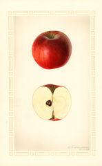Apples, Worcester Pearmain (1926)