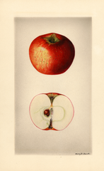 Apples, Worcester Pearmain (1928)
