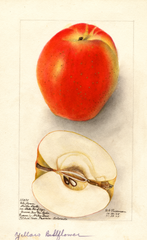 Apples, Belleflower (1905)