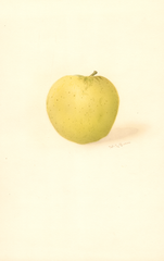 Apples, Belleflower (1909)
