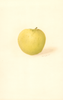 Apples, Belleflower (1909)