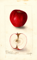 Apples, Ramsdell Sweet (1904)