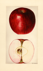 Apples (1928)