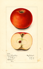 Apples, Royal Limbertwig (1916)