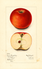 Apples, Royal Limbertwig (1916)