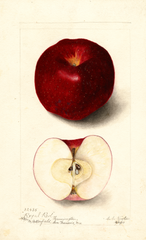 Apples, Royal Red (1904)