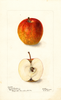 Apples, Russet Pearmain (1901)