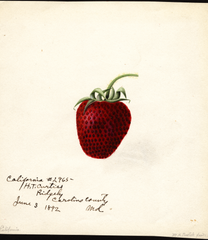 Strawberries, California (1892)