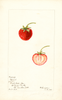 Strawberries, Giant (1900)