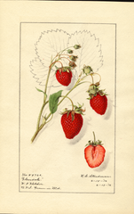 Strawberries, Glendale (1916)