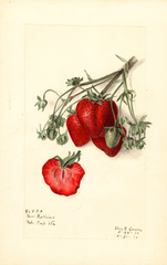 Strawberries, Govenor Rollins (1910)