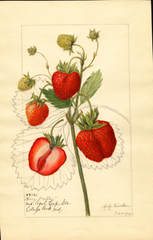 Strawberries, Grey Dollar (1916)
