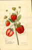 Strawberries, Grey Dollar (1916)