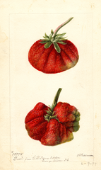 Strawberries, Dew (1897)