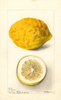 Lemons, Corsican (1899)
