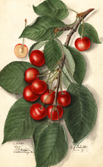 Cherries, Ida (1911)