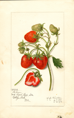 Strawberries, Gibson (1915)