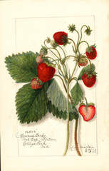 Strawberries, Howard Early (1912)