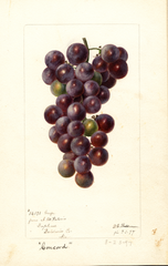 Grapes, Concord (1897)